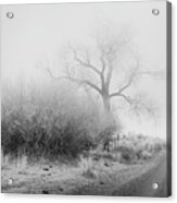 Frosty Cottonwood In Fog - Monochrome Acrylic Print