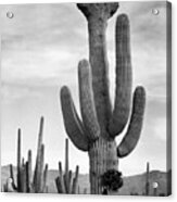 Full View Of Cactus With Others Surrounding, Saguaros, Saguaro National Monument, Arizona, Ca. 1941 Acrylic Print