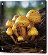 Fungi Family Acrylic Print