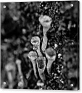 Fungi Trees - Bw Acrylic Print
