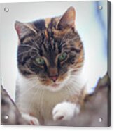 Funny Animal Head. Suprised Face Of Felis Catus Domesticus Who Sits On Cherry Tree And Look Down. Soft Light. Colored Animal Head With Green Eyes. Expression As What The Hell Is It Acrylic Print