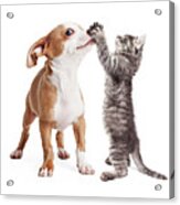 Funny Puppy And Kitten Playing Acrylic Print