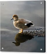 Gadwall Duck In The Morning Acrylic Print