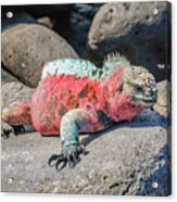 Galapagos Marine Iguana During Mating Season Acrylic Print