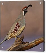 Gambel's Quail Perched On A Branch Acrylic Print