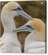 Gannets 4 Acrylic Print