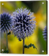 Garden Globes Acrylic Print