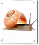 Garden Snail Acrylic Print