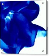 Gardenia - Blue Abstract Acrylic Print