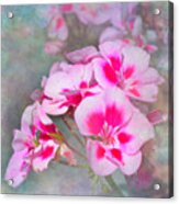 Geranium Floral Design Acrylic Print