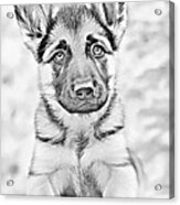 German Shepherd Puppy In Pencil Acrylic Print