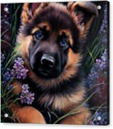 German Shepherd Puppy In Spring Acrylic Print