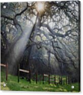 Giant Oak On Santa Rita Creek Acrylic Print