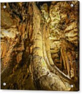 Giant Redwood Acrylic Print