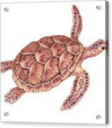 Giant Sea Turtle Watercolor Acrylic Print