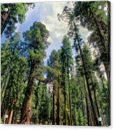 Giant Sequoias Sequoiadendron Gigantium Yosemite Acrylic Print