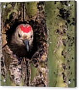 Gila Woodpecker 6962-031923-3 Acrylic Print