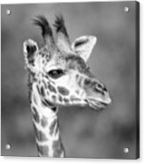 Giraffe Portrait In Monochrome Acrylic Print