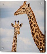 Giraffes Mom And Calf Acrylic Print