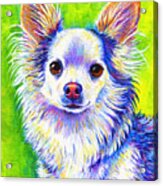 Colorful Cute Longhaired Chihuahua Dog Acrylic Print