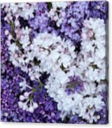 Glorious Lilacs Acrylic Print