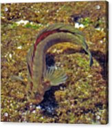 Goby Acrylic Print