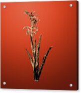 Gold Antholyza Aethiopica On Tomato Red N.02458 Acrylic Print