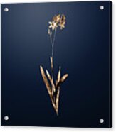 Gold Corn Lily On Midnight Navy N.02443 Acrylic Print