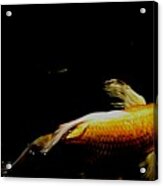 Gold Koi Against The Darkness Acrylic Print