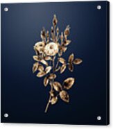 Gold Mossy Pompon Rose On Midnight Navy N.04291 Acrylic Print
