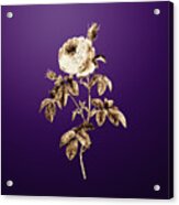 Gold Provence Rose Bloom On Royal Purple N.02462 Acrylic Print