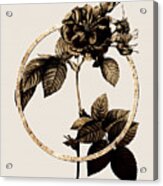 Gold Ring Pink Francfort Rose Botanical Illustration Black And Gold N.0384 Acrylic Print