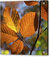 Golden Brown Leaves Acrylic Print
