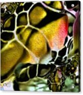 Golden Turtle 1 Acrylic Print