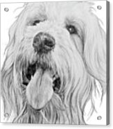 Goldendoodle Acrylic Print