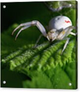 Goldenrod Crab Spider Acrylic Print