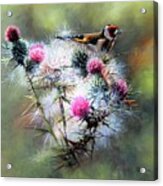 Goldfinch On A Thistle Acrylic Print