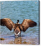 Goose Stretching Its Wings Acrylic Print