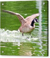 Goose Taking Flight Acrylic Print