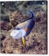 Gorgeous Red Sea Sohal Surgeonfish Acrylic Print