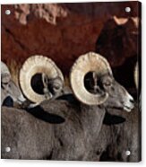 Got My Rams In A Row Acrylic Print