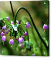 Graceful Stem And Blooms Acrylic Print
