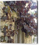 Grapes Over The Window In Wiltshire Acrylic Print
