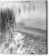Grasses And Reeds Black And White Acrylic Print