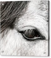 Gray - Horse Art Acrylic Print