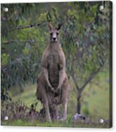 Gray Kangaroo Acrylic Print