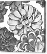Gray Monochrome Succulent Plants Garden Watercolor Art Decor V Acrylic Print