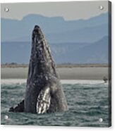 Gray Whale Breach Acrylic Print