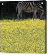 Grazing Zebra Nashville Zoo Acrylic Print