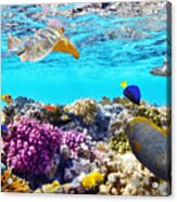 Great Barrier Reef Fish And Corals Acrylic Print
